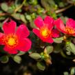 Šrucha 'Rose' - Portulaca umbraticola Imagine 'Rose'