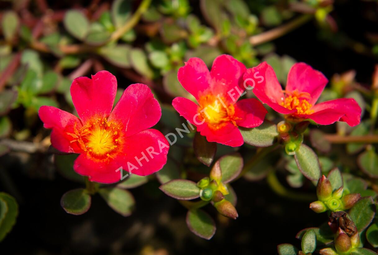 Šrucha 'Rose' - Portulaca umbraticola Imagine 'Rose'