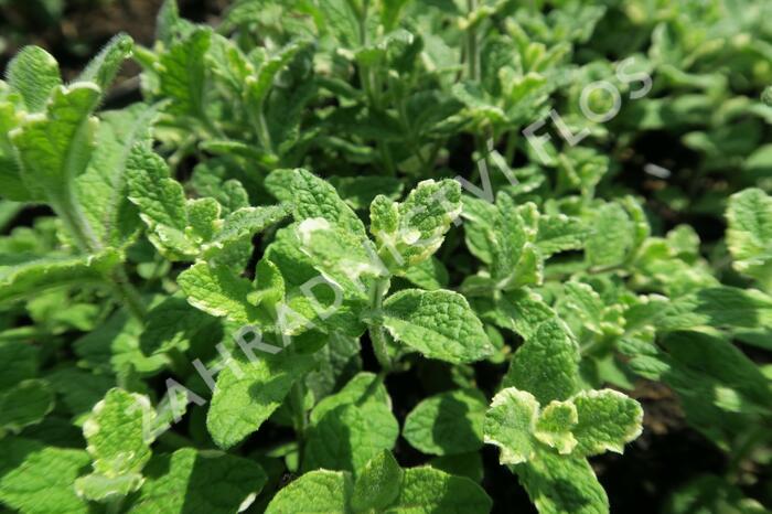 Máta huňatá 'Variegata' - Mentha rotundifolia 'Variegata'