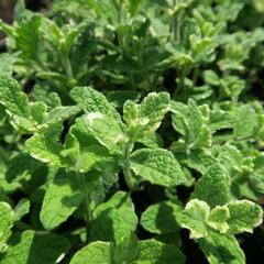 Máta huňatá 'Variegata' - Mentha rotundifolia 'Variegata'