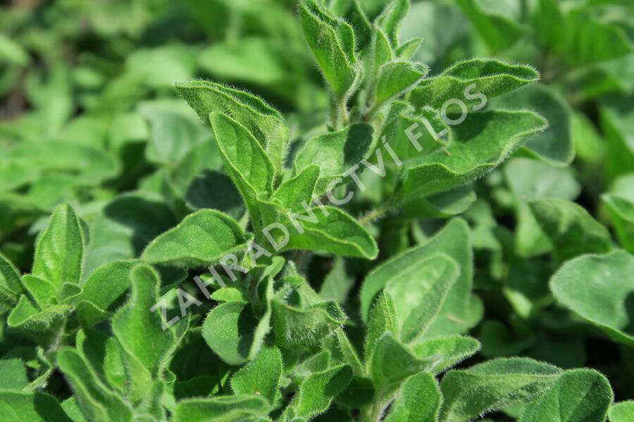 Oregano (Dobromysl) 'Kreta' - Origanum hirtum 'Kreta'