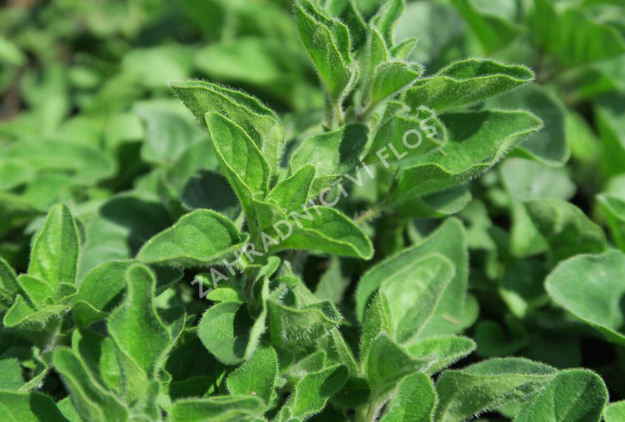 Oregano, dobromysl 'Kreta' - Origanum hirtum 'Kreta'