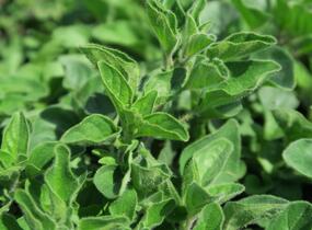 Oregano, dobromysl 'Kreta' - Origanum hirtum 'Kreta'