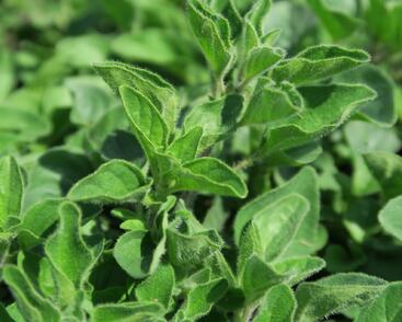 Oregano, dobromysl 'Kreta'