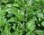 Oregano, dobromysl 'Kreta'