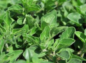 Oregano, dobromysl 'Kreta' - Origanum hirtum 'Kreta'