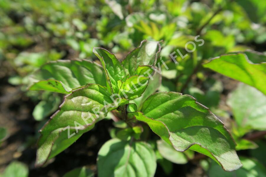 Máta peprná 'Granada' - Mentha piperita 'Granada'