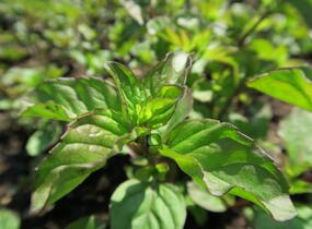 Máta peprná 'Granada' - Mentha piperita 'Granada'
