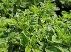 Oregano obecné, dobromysl 'Panta' - Origanum vulgare 'Panta'