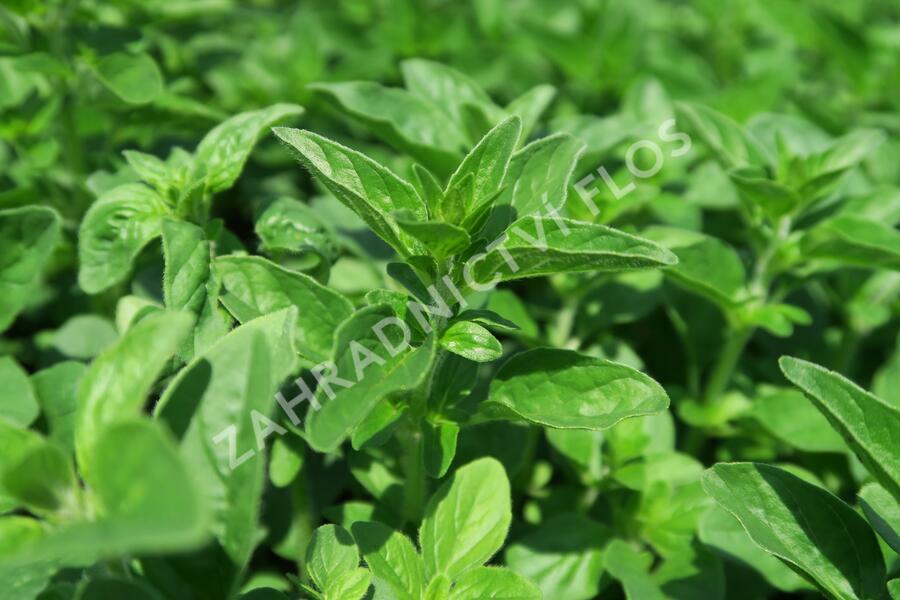 Majoránka syrská 'Zaatar' - Origanum syriaca 'Zaatar'