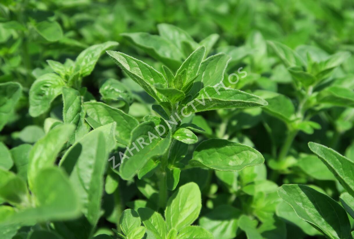 Zaatar Tree Majoránka syrská 'Zaatar' - Origanum syriaca 'Zaatar' | Zahradnictví FLOS