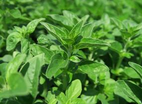 Majoránka syrská 'Zaatar' - Origanum syriaca 'Zaatar'