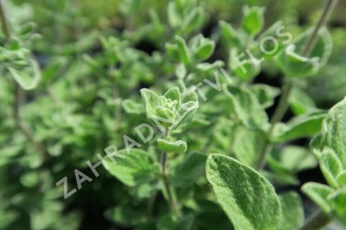 Majoránka syrská 'Zaatar' - Origanum syriaca 'Zaatar'