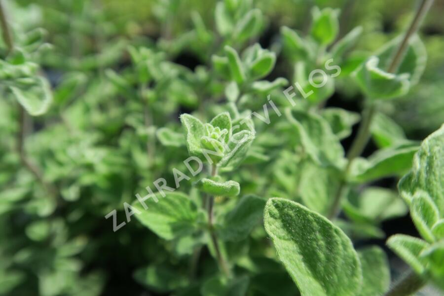 Majoránka syrská 'Zaatar' - Origanum syriaca 'Zaatar'