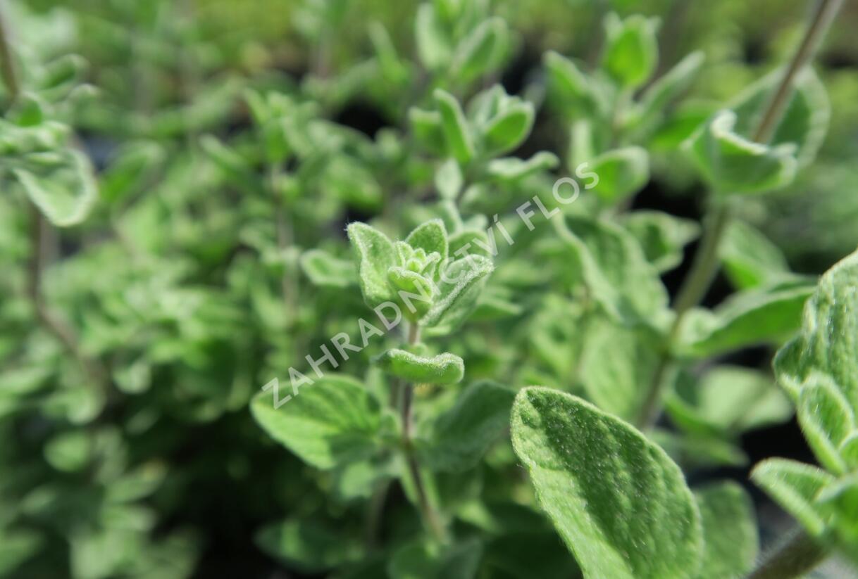 Majoránka syrská 'Zaatar' - Origanum syriaca 'Zaatar'