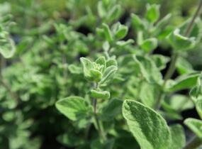 Majoránka syrská 'Zaatar' - Origanum syriaca 'Zaatar'