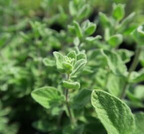 Majoránka syrská 'Zaatar' - Origanum syriaca 'Zaatar'