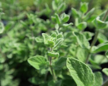 Majoránka syrská 'Zaatar'