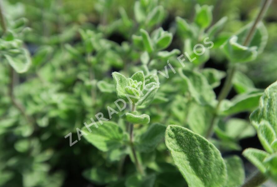 Majoránka syrská 'Zaatar' - Origanum syriaca 'Zaatar'