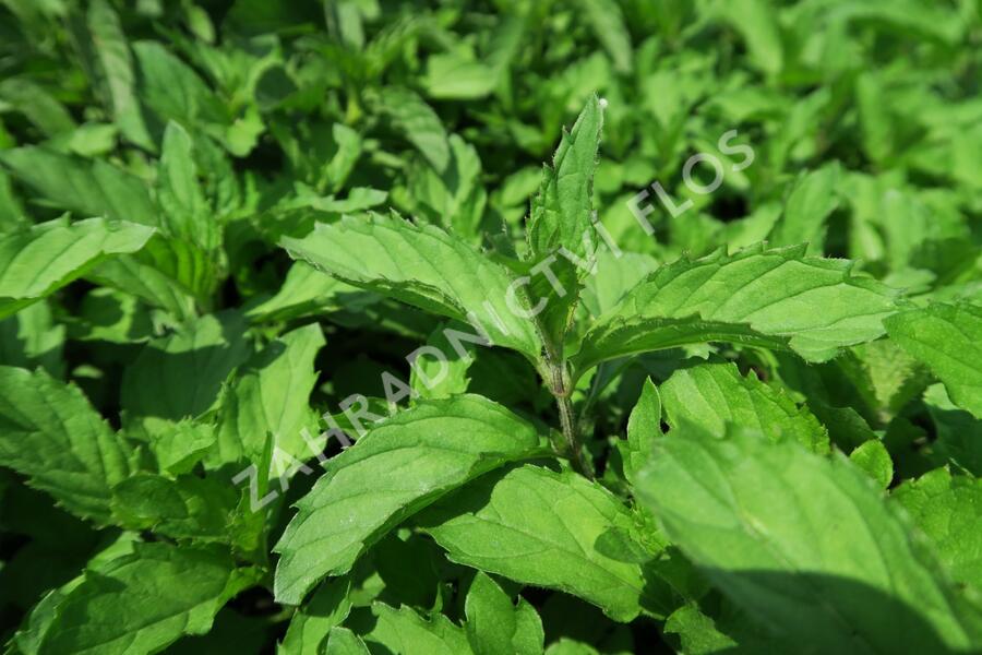 Máta klasnatá 'Yakima' - Mentha spicata 'Yakima'