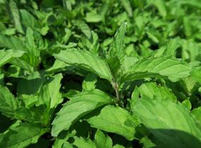 Máta klasnatá 'Yakima' - Mentha spicata 'Yakima'