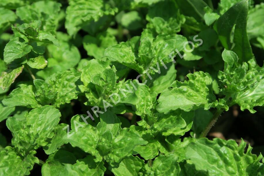 Máta klasnatá 'Crispa' - Mentha spicata 'Crispa'