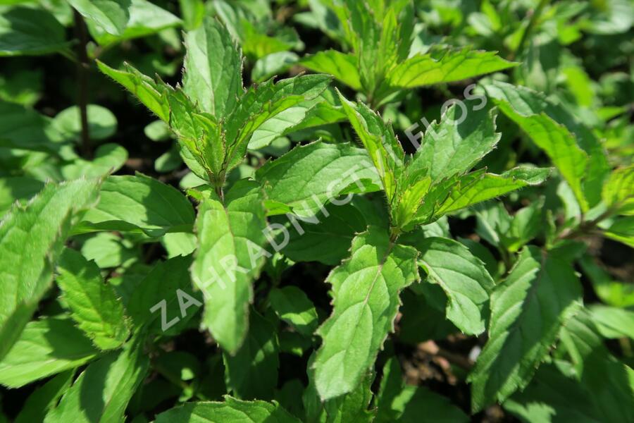 Máta peprná 'Swiss' - Mentha piperita 'Swiss'
