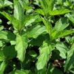 Máta peprná 'Swiss' - Mentha piperita 'Swiss'
