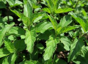 Máta peprná 'Swiss' - Mentha piperita 'Swiss'