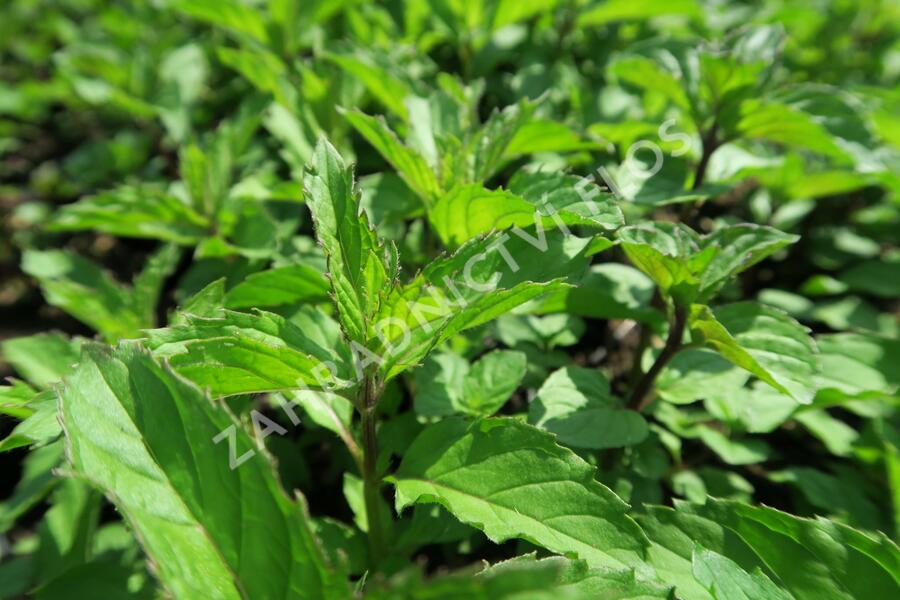 Máta peprná 'Swiss' - Mentha piperita 'Swiss'