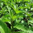 Máta peprná 'Swiss' - Mentha piperita 'Swiss'