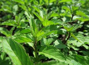 Máta peprná 'Swiss' - Mentha piperita 'Swiss'