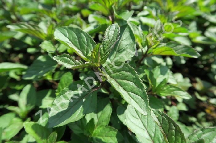 Máta peprná 'Citaro' - Mentha piperita 'Citaro'