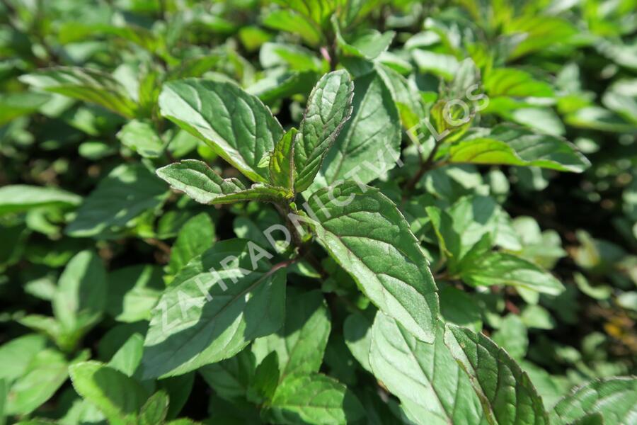 Máta peprná 'Citaro' - Mentha piperita 'Citaro'