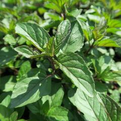 Máta peprná 'Citaro' - Mentha piperita 'Citaro'