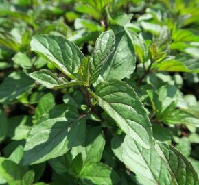 Máta peprná 'Citaro' - Mentha piperita 'Citaro'