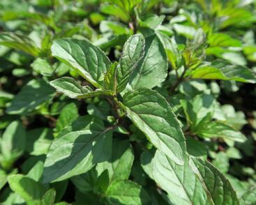 Máta peprná 'Citaro'