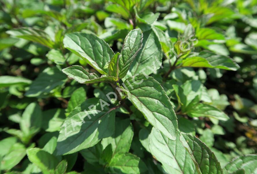 Máta peprná 'Citaro' - Mentha piperita 'Citaro'