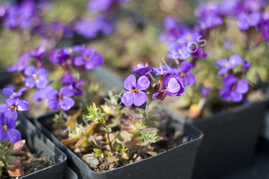 Tařička kosníkovitá 'Blaumeise' - Aubrieta deltoides 'Blaumeise'