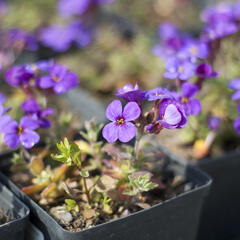 Tařička kosníkovitá 'Blaumeise' - Aubrieta deltoides 'Blaumeise'