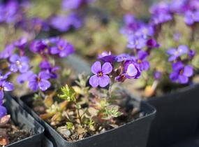 Tařička kosníkovitá 'Blaumeise' - Aubrieta deltoides 'Blaumeise'