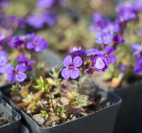 Tařička kosníkovitá 'Blaumeise' - Aubrieta deltoides 'Blaumeise'