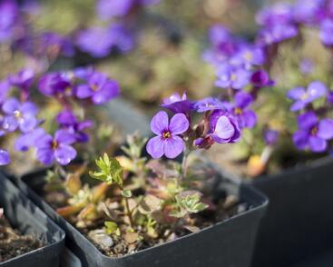Tařička kosníkovitá 'Blaumeise'