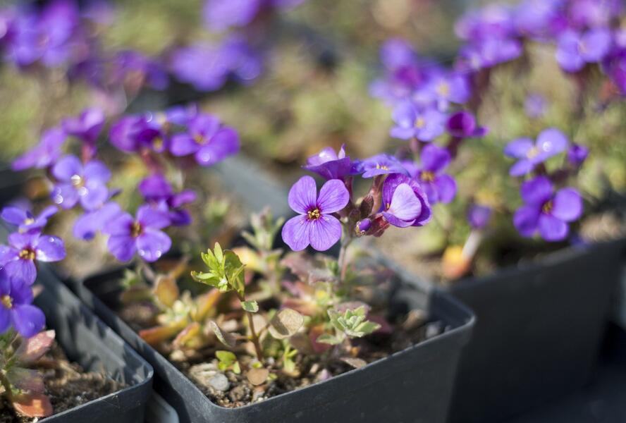 Tařička kosníkovitá 'Blaumeise' - Aubrieta deltoides 'Blaumeise'