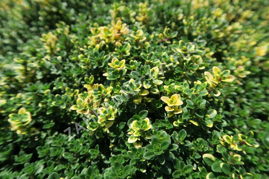Mateřídouška 'Sambesi' - Thymus citriodorus 'Sambesi'