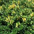 Mateřídouška 'Sambesi' - Thymus citriodorus 'Sambesi'