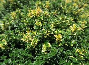 Mateřídouška 'Sambesi' - Thymus citriodorus 'Sambesi'