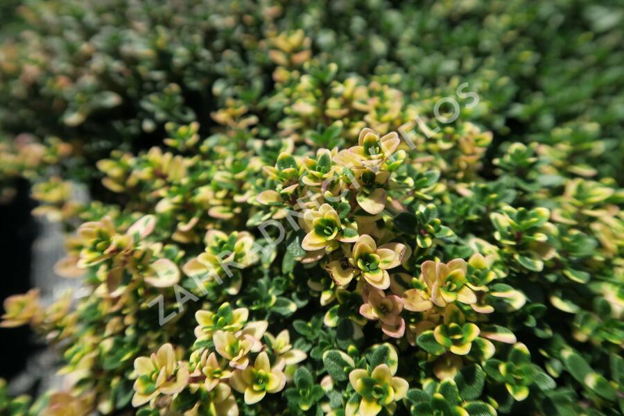 Mateřídouška 'Sambesi' - Thymus citriodorus 'Sambesi'