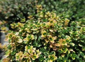 Mateřídouška 'Sambesi' - Thymus citriodorus 'Sambesi'
