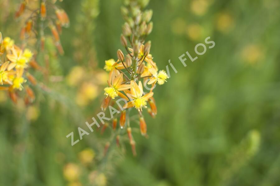 Bulbine 'Medicus' - Bulbine frutescens 'Medicus'